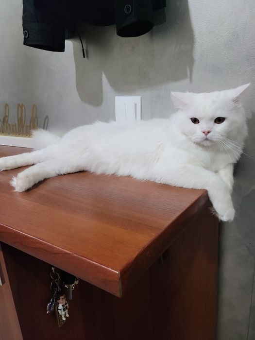 Mushuk:Scotish strayt heylend o'g'il bola 1yosh