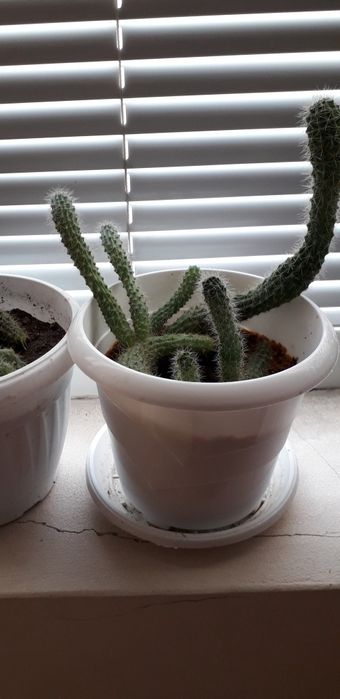 Стайни растения - Коледниче ,Кактуси, Шефлера