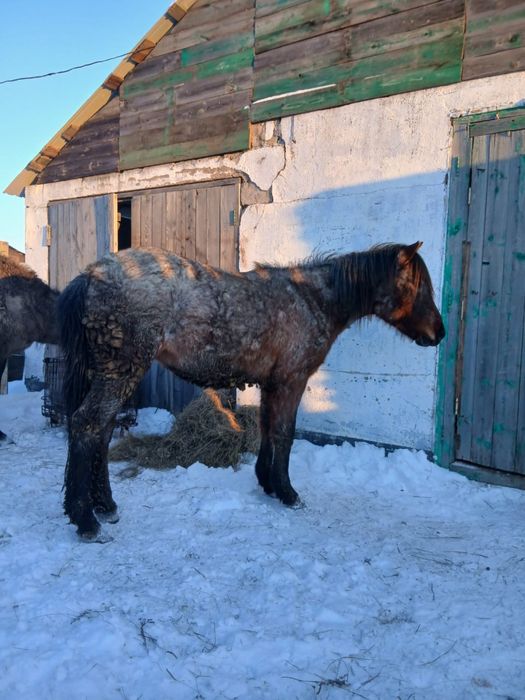 Продам тай на откорме