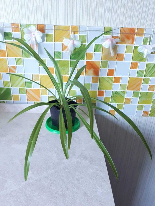 комнатные цветы хлорофитум