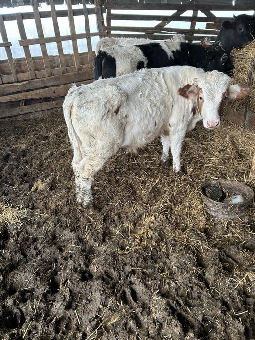 Vand vitei mai multe detali la nr de telefon