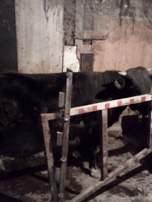 Продам корову с быком, срочно