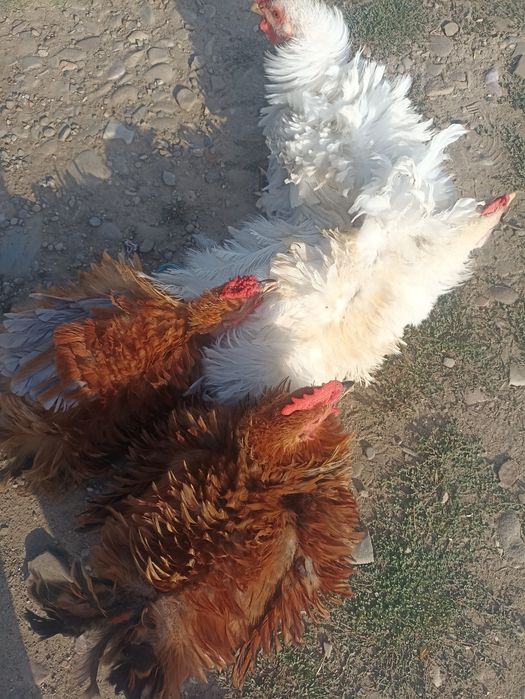Vând cocoș de rasa ciufuliți