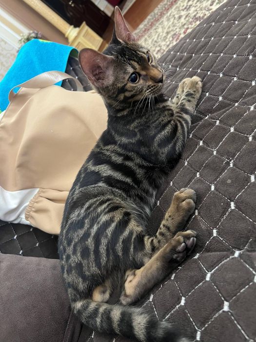 Бенгальский кот мальчик