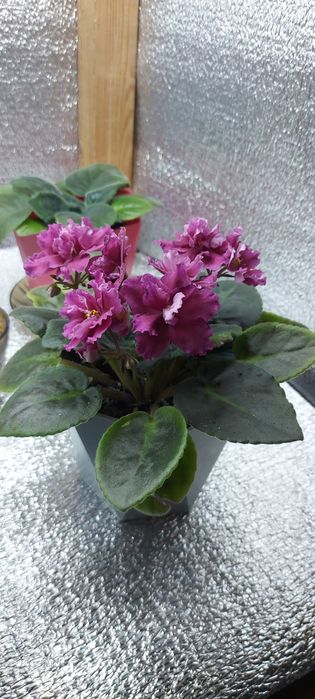 Продам фиалку цветущая!