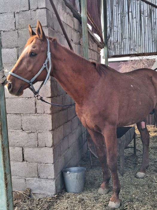 Ағылшын Айғыр ...