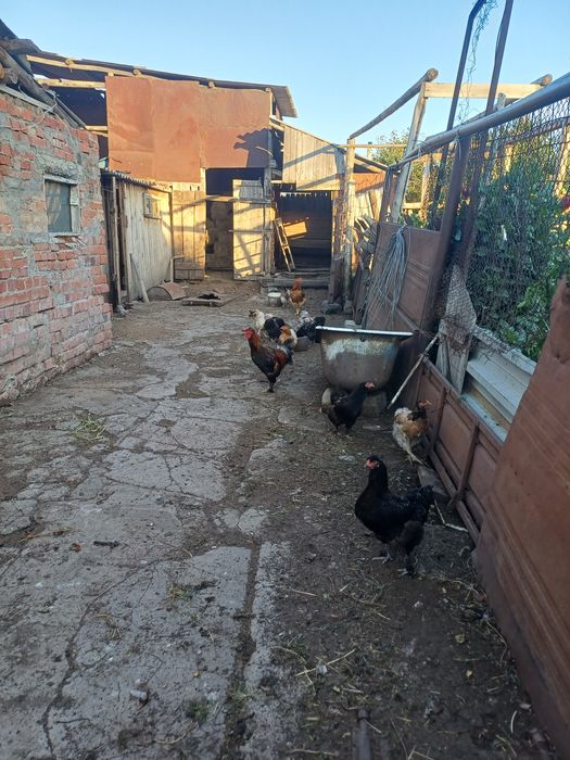 Продам кур домашних