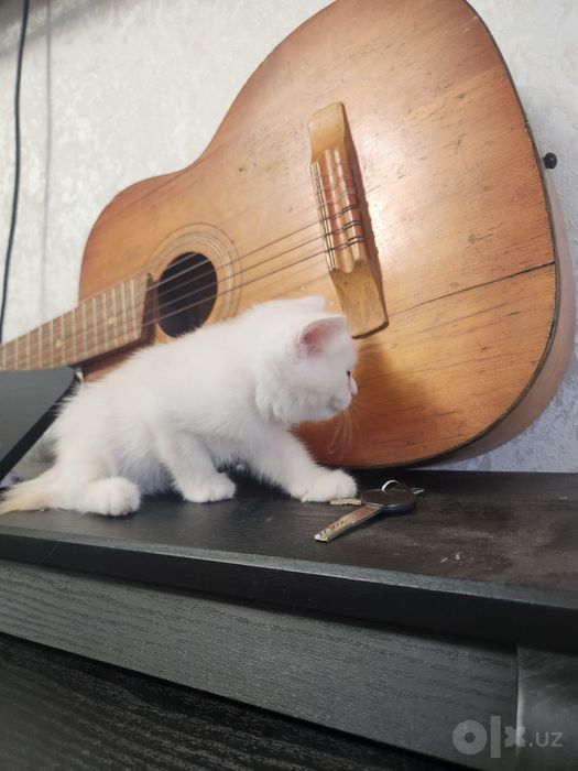 Serebristi shinshilla skottish strayt