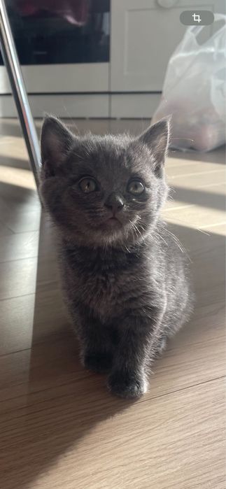 Продам маленького котенка