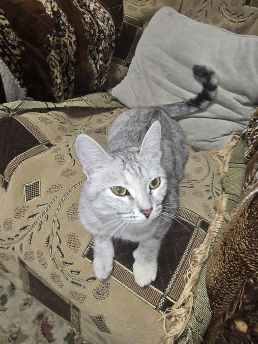 Отдам кошечку в добрые руки