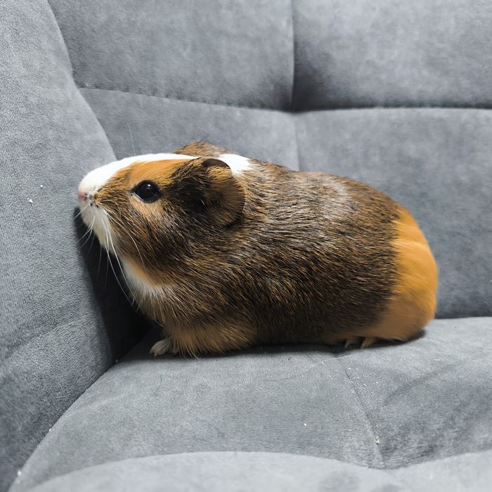 Морская свинка, девочка