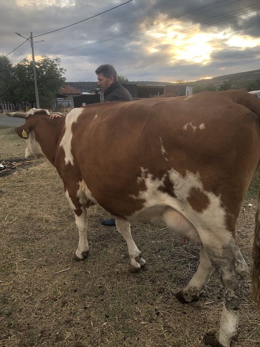 Vaca de vanzare