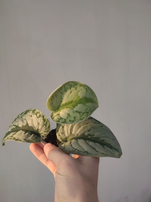 Сциндапсус экзотика