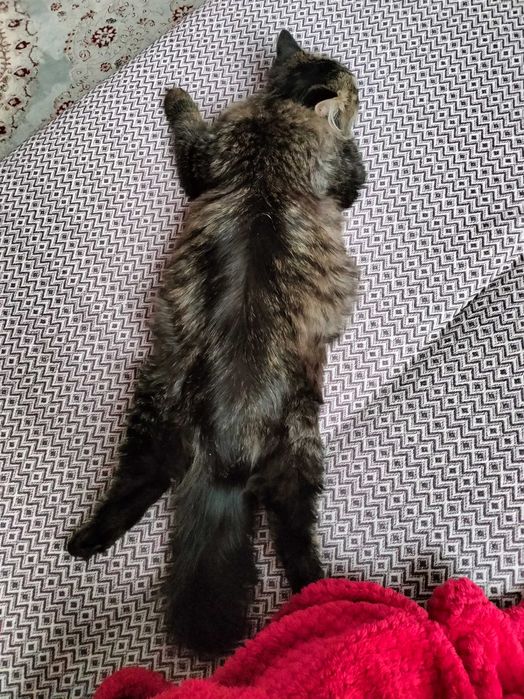 Отдам кота в добрые руки