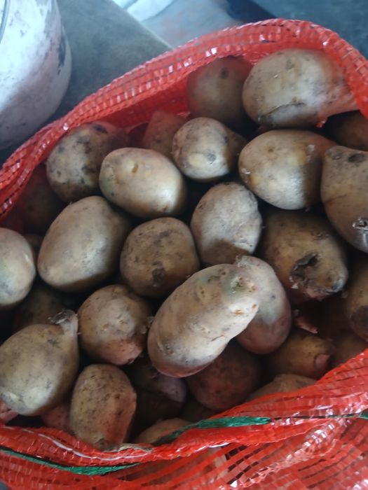Продам картошку