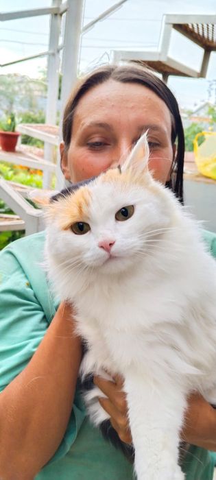 Кот кошка котенок