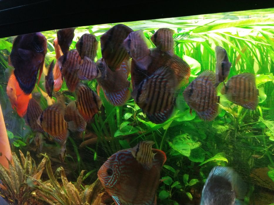 pesti acvariu , creveti ,crin gradina