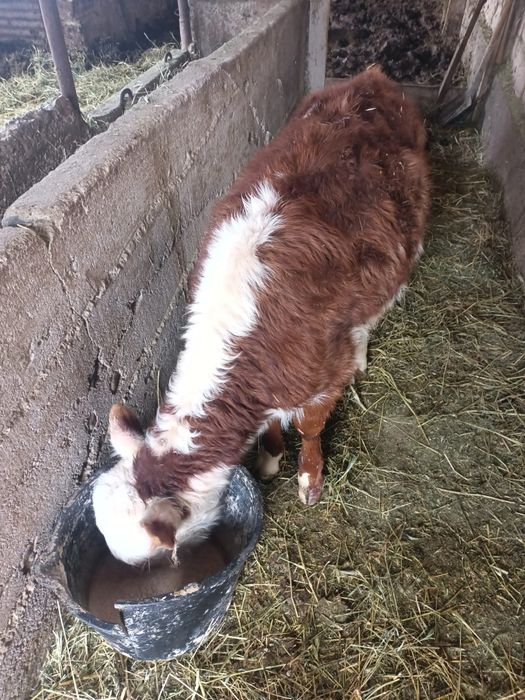 Тёлка ак баш токал 3айлык!