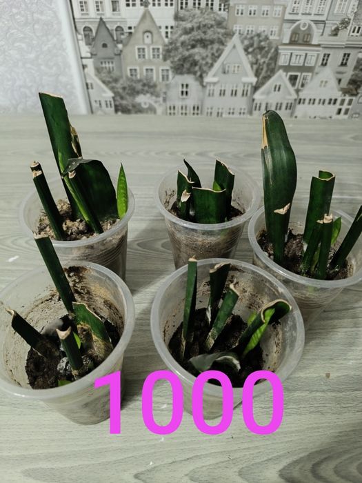 Цветы не дорого продам