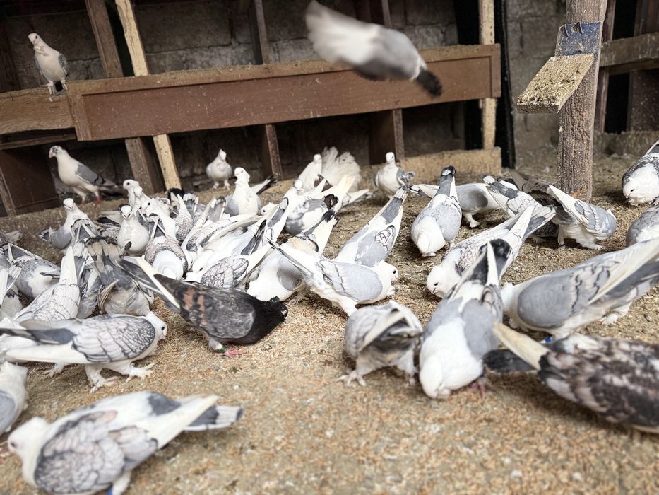 Porumbei Misirlii de vânzare – (Craiova )