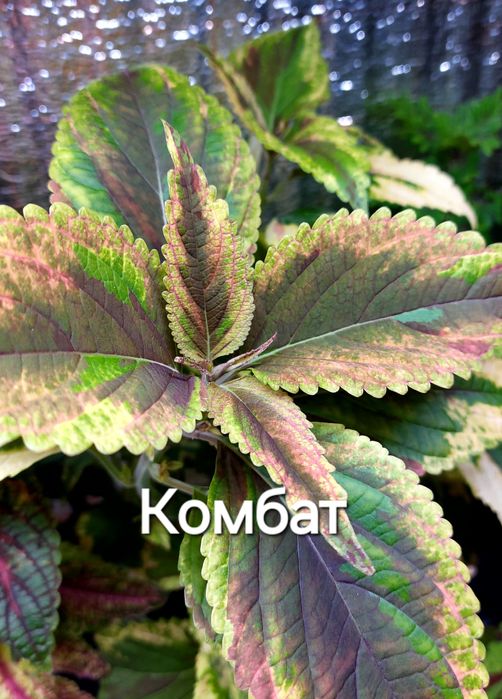 КОЛЕУСЫ. Листай карусель