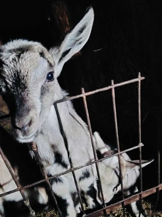 Альпийские козлята