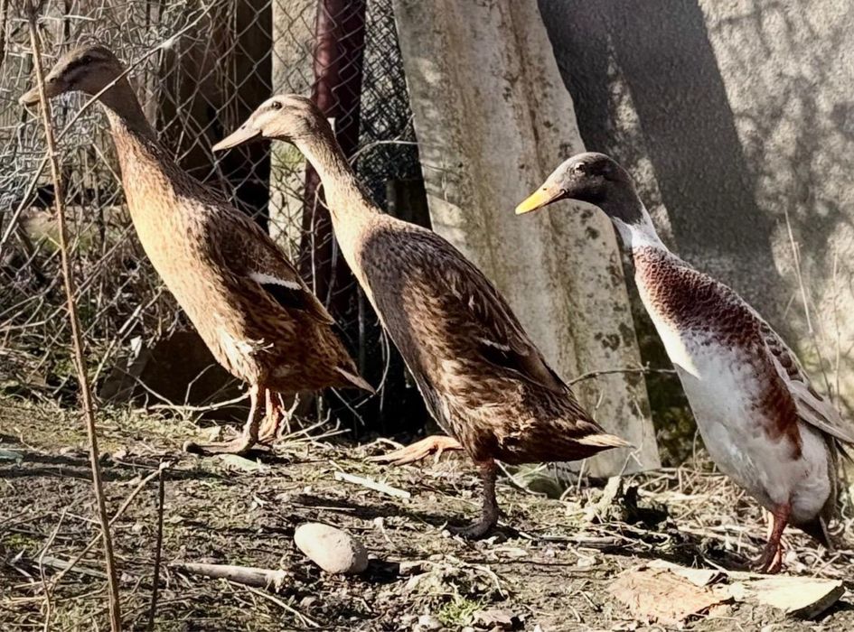 Rate Indiene mancatoare de melci