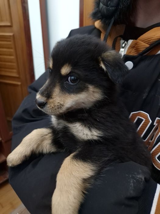 Отдам Щеноков бесплатно