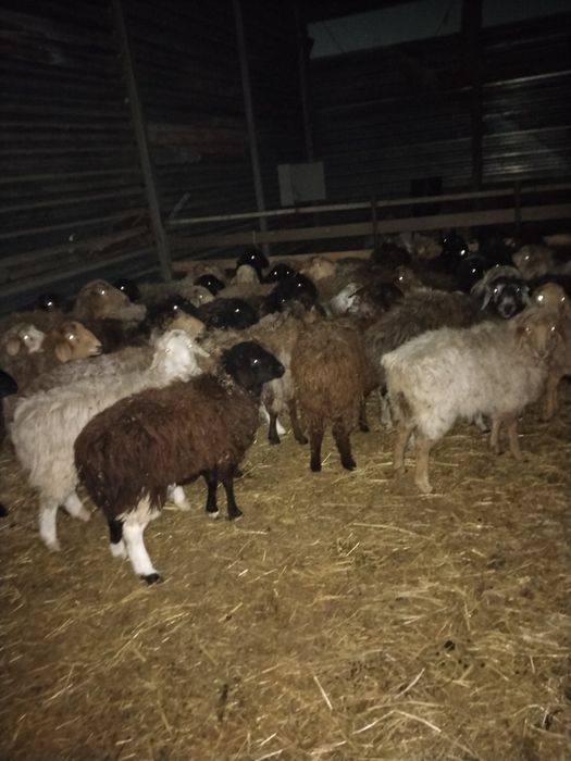 Қошқар қой Тохты сатылады оптом