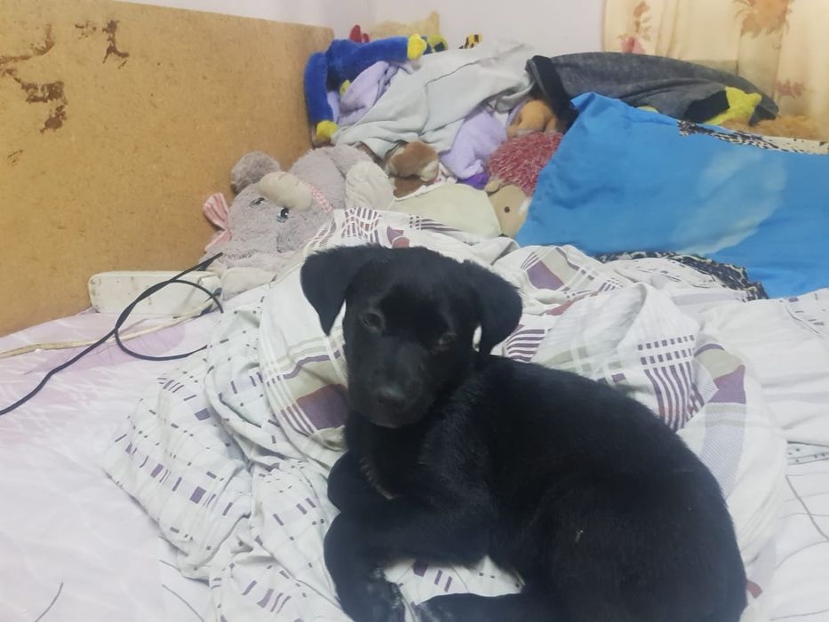 Потерялся щенок, девочка