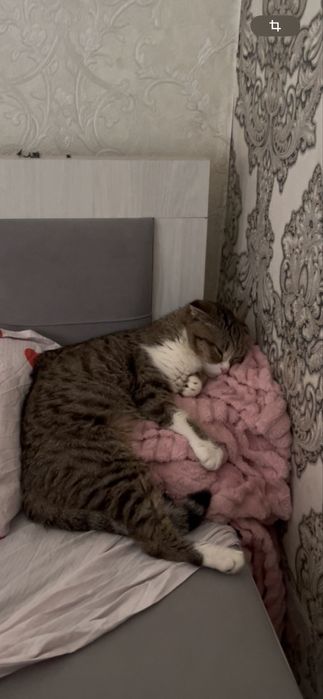 Шотландская вислоухая