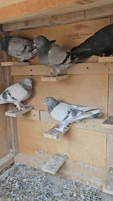 Голуби такла молодняк