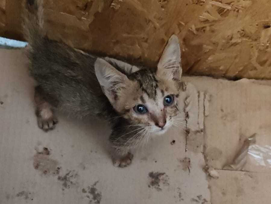 Adoptie pui de pisoca gri, roscat, tortoishell