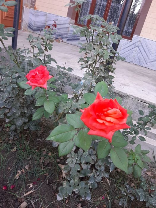 Атир гуллар кўчати сотилади. Иссиқхонада эмас, ишончли