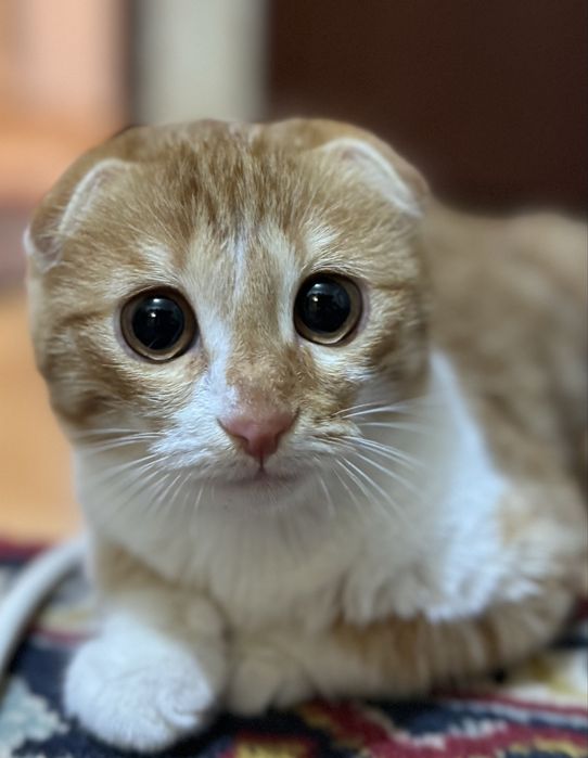 шотландская кошка вислоухая