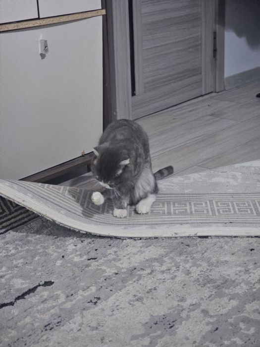 Мысык тукымды.. бесплатно