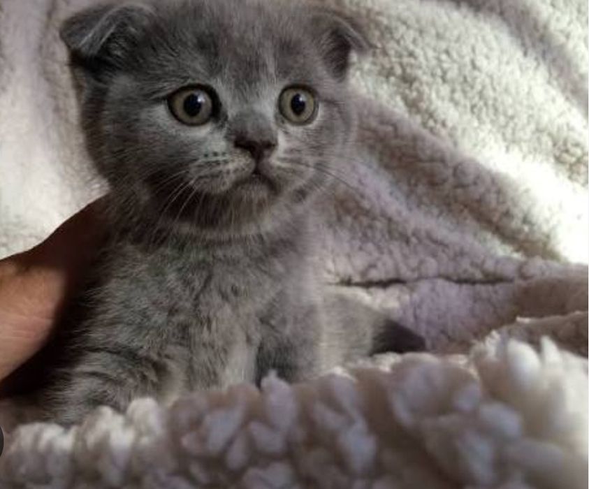 Чистокровные шотландские мальчик 1 мес