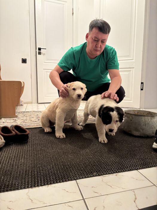 Тобет кушиктер 1жарым айлык