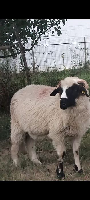 Vând oi țurcane breze,oachese și bucalai!