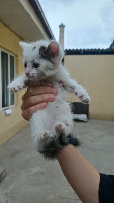 Отдам котят в добрые руки бесплатно
