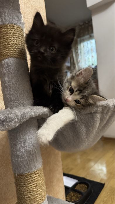 Продам котят маленьких