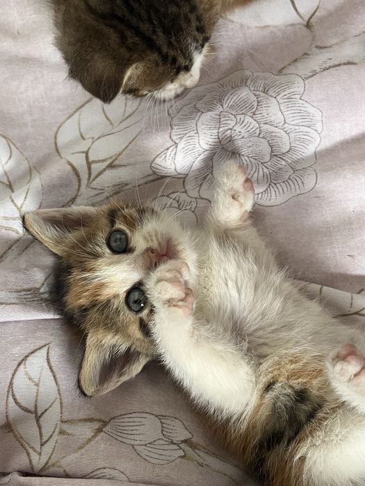 Отдам котят в добрые руки