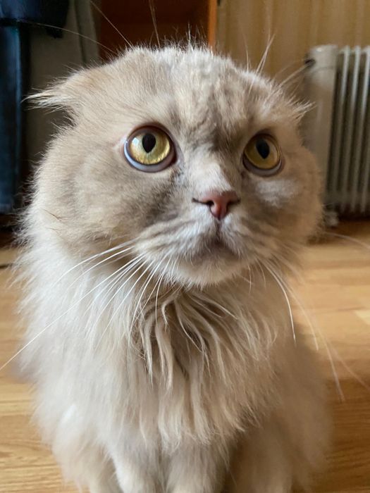 Отдам кота в добрые руки