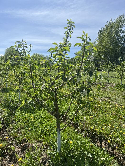 Продам яблоневый сад