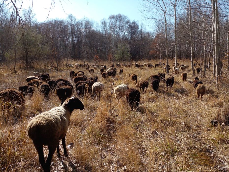 Токты, Кой, Баран, Овцы