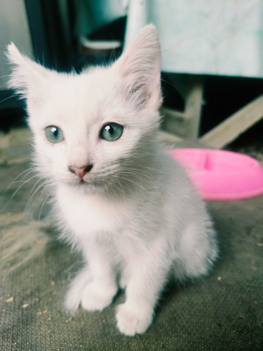 Котёнок белый, мальчик