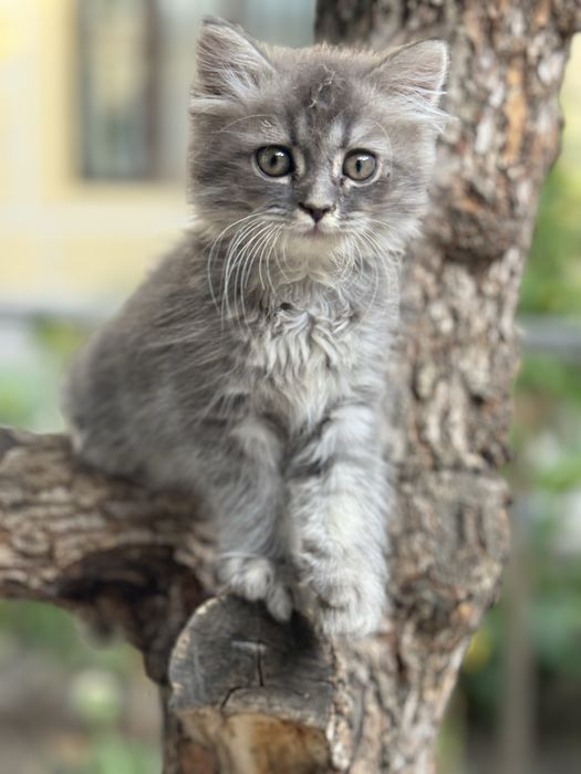 Кошка: шиншилла