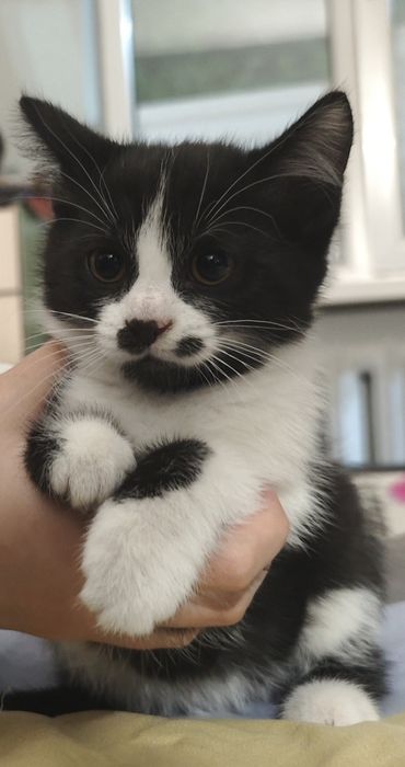 Кошечка, мышелов