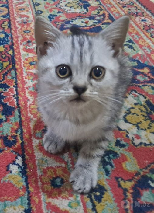 Продам котиков.4 штук.3 мальчика и одна девочка.