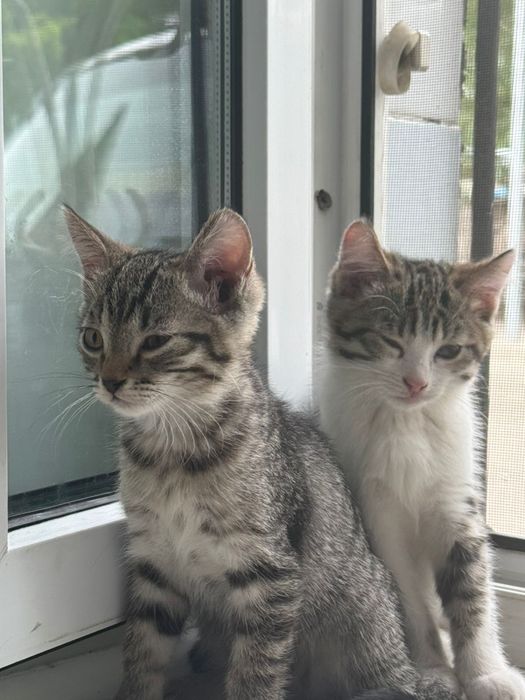 Отдам бесплатно котят девочки